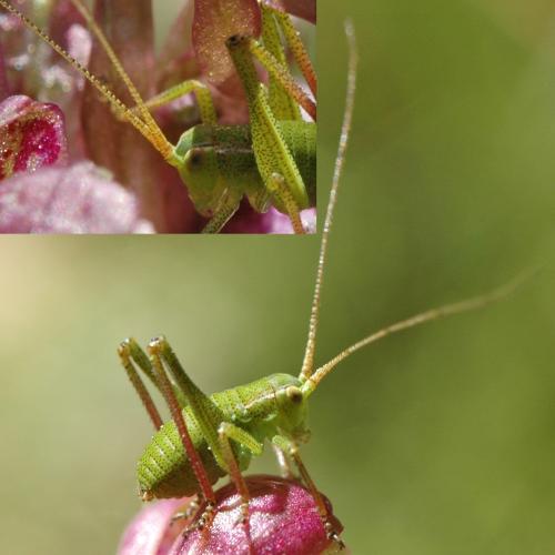 Barbitistes fischeri